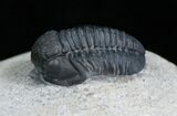 Very Detailed Gerastos Trilobite - #5358-1
